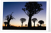 Silhouettes of Trees at Dusk by Anonymous