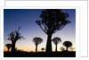 Silhouettes of Trees at Dusk by Anonymous