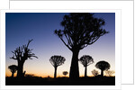 Silhouettes of Trees at Dusk by Anonymous
