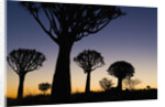 Silhouettes of Trees at Dusk by Anonymous