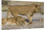 Two Lions by Anonymous