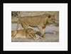 Two Lions by Anonymous