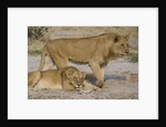 Two Lions by Anonymous