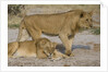Two Lions by Anonymous