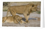 Two Lions by Anonymous