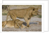 Two Lions by Anonymous