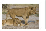 Two Lions by Anonymous