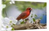 Close-up of Cardinal in Blooming Tree by Anonymous