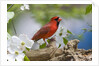 Close-up of Cardinal in Blooming Tree by Anonymous
