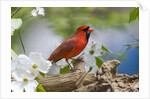 Close-up of Cardinal in Blooming Tree by Corbis