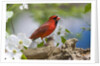 Close-up of Cardinal in Blooming Tree by Corbis