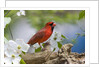 Close-up of Cardinal in Blooming Tree by Corbis