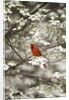 Close-up of Cardinal in Blooming Tree by Corbis