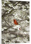 Close-up of Cardinal in Blooming Tree by Corbis