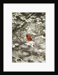 Close-up of Cardinal in Blooming Tree by Corbis