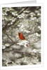 Close-up of Cardinal in Blooming Tree by Corbis