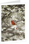 Close-up of Cardinal in Blooming Tree by Corbis