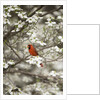 Close-up of Cardinal in Blooming Tree by Corbis