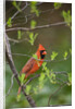 Red Northern Cardinal in Tree by Anonymous