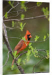 Red Northern Cardinal in Tree by Anonymous