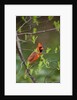 Red Northern Cardinal in Tree by Anonymous