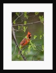 Red Northern Cardinal in Tree by Anonymous