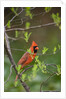 Red Northern Cardinal in Tree by Anonymous