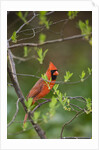 Red Northern Cardinal in Tree by Anonymous
