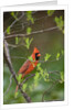 Red Northern Cardinal in Tree by Anonymous