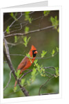 Red Northern Cardinal in Tree by Anonymous