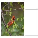 Red Northern Cardinal in Tree by Anonymous