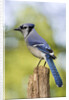 Blue Jay by Anonymous