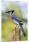 Blue Jay by Anonymous