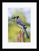 Blue Jay by Anonymous
