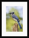 Blue Jay by Anonymous