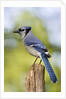 Blue Jay by Anonymous