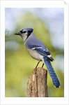 Blue Jay by Anonymous