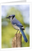 Blue Jay by Anonymous