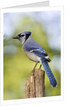 Blue Jay by Anonymous