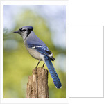 Blue Jay by Anonymous