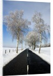 Birch Trees on Side of Road in Winter by Anonymous