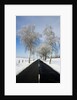 Birch Trees on Side of Road in Winter by Anonymous