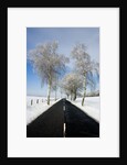 Birch Trees on Side of Road in Winter by Anonymous