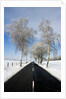 Birch Trees on Side of Road in Winter by Anonymous