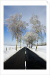 Birch Trees on Side of Road in Winter by Anonymous
