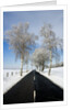 Birch Trees on Side of Road in Winter by Anonymous