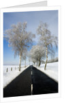 Birch Trees on Side of Road in Winter by Anonymous