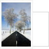 Birch Trees on Side of Road in Winter by Anonymous
