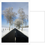 Birch Trees on Side of Road in Winter by Anonymous