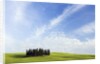 Stand of Cypress Trees in Meadow by Anonymous